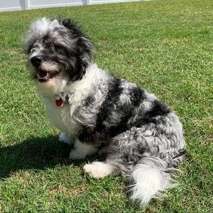 Meet your Posher, Leonard